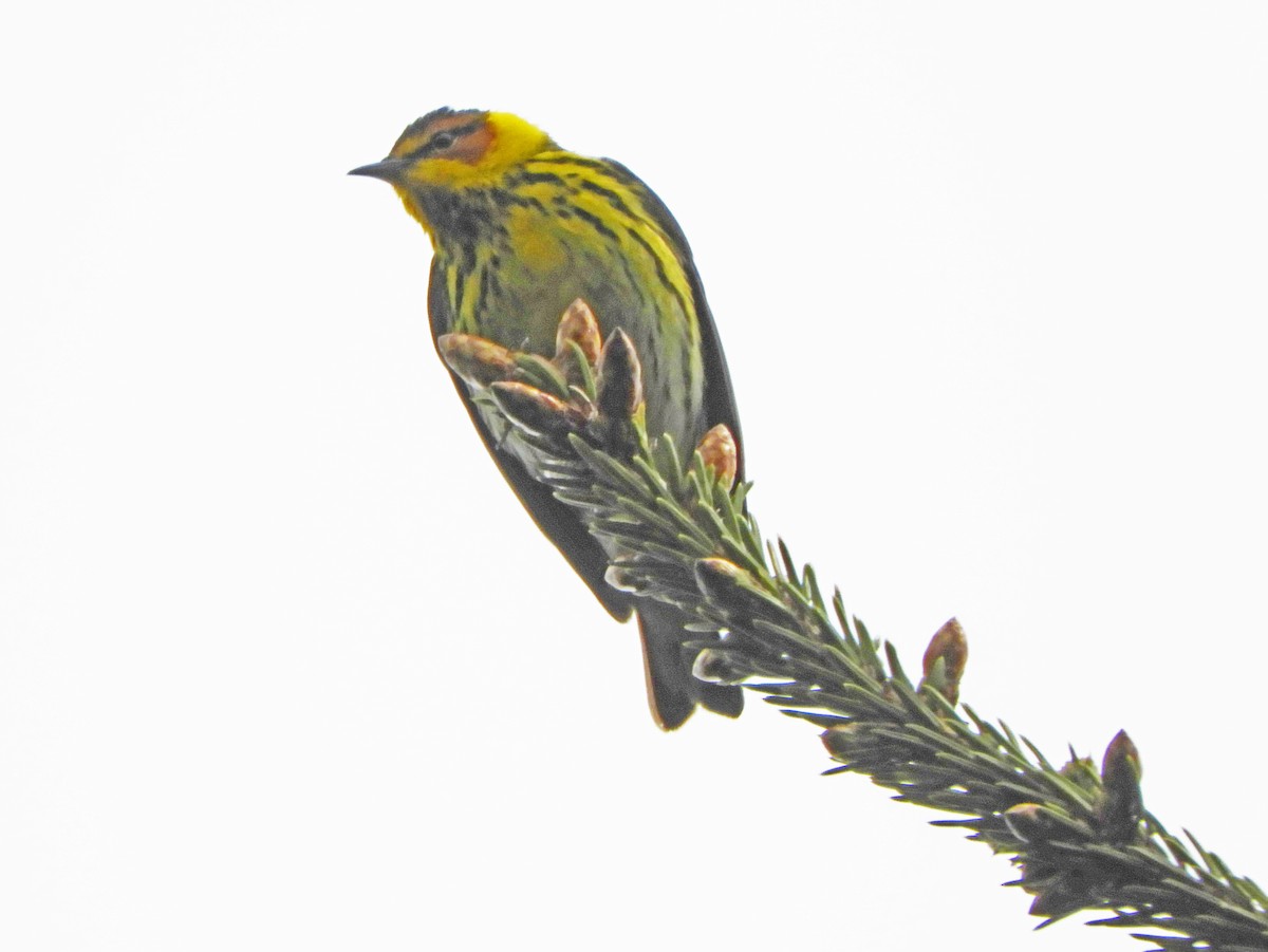 Cape May Warbler - ML619179863