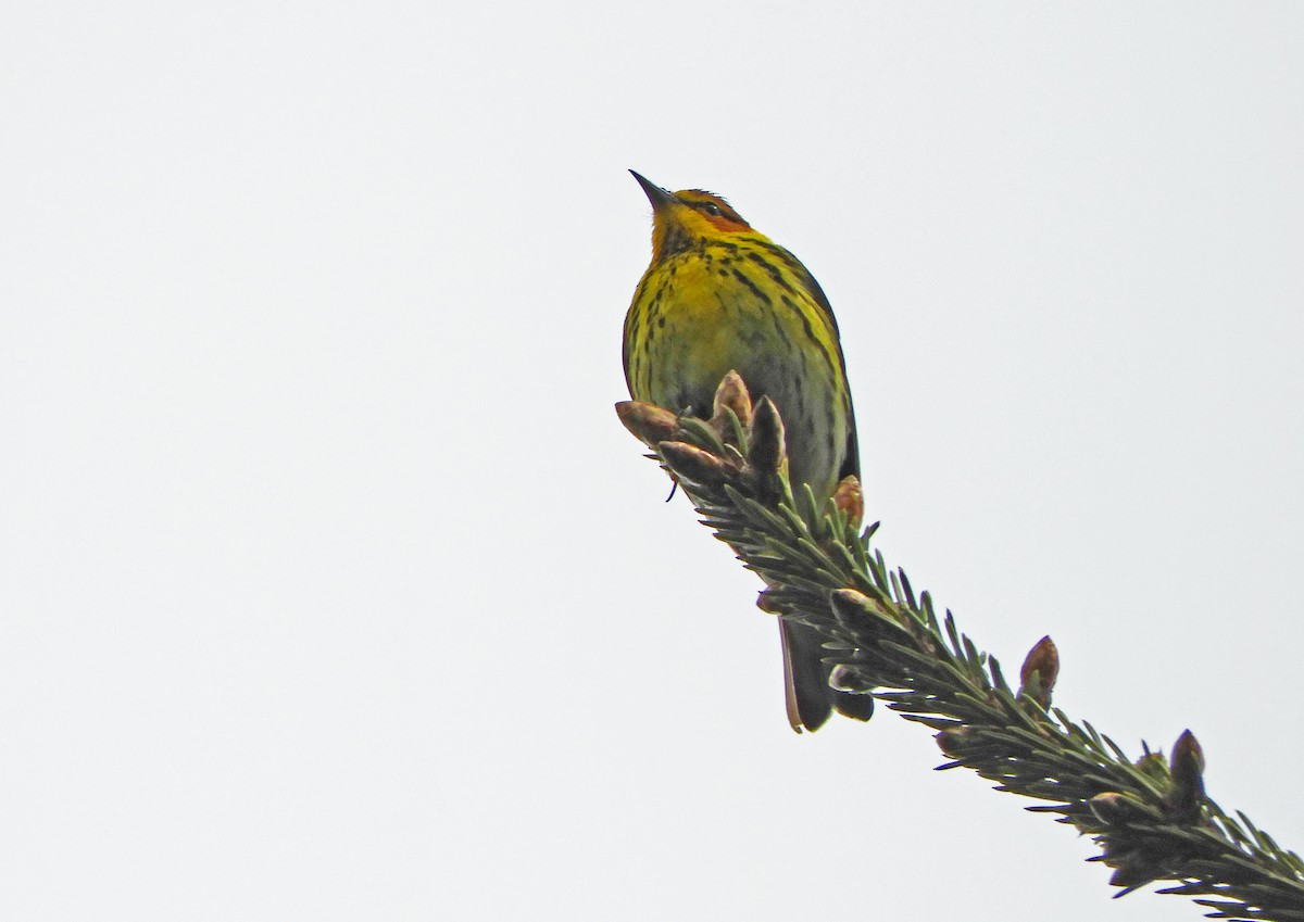 Cape May Warbler - ML619179867
