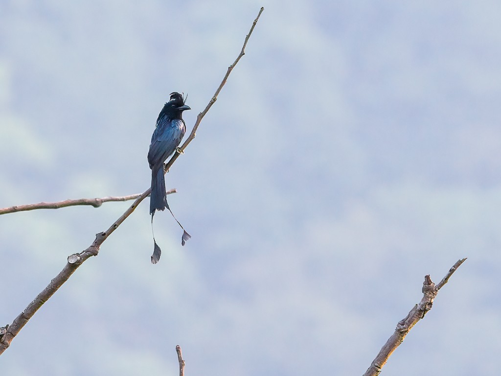 Greater Racket-tailed Drongo - ML619179934