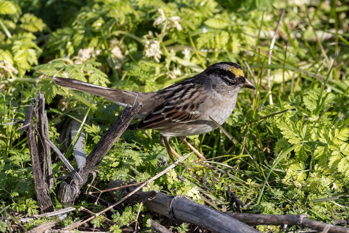 Golden-crowned Sparrow - ML619179965