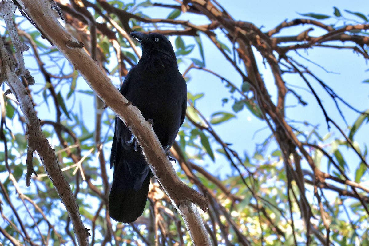 Australian Raven - ML619179967