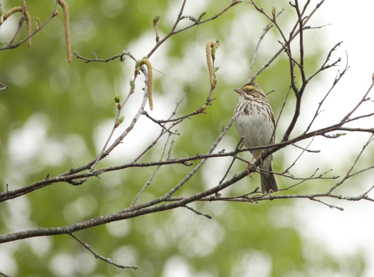Savannah Sparrow - ML619180014