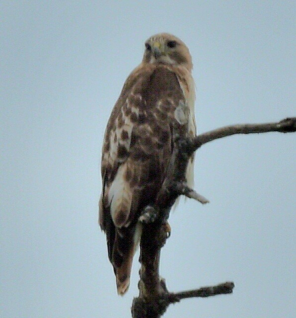 Red-tailed Hawk - ML619180040