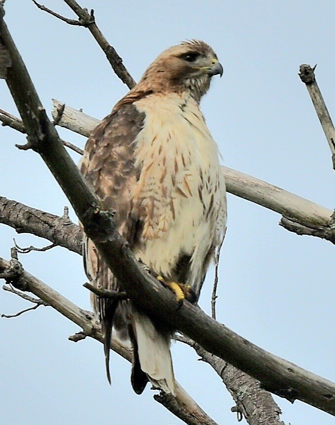 Red-tailed Hawk - ML619180041