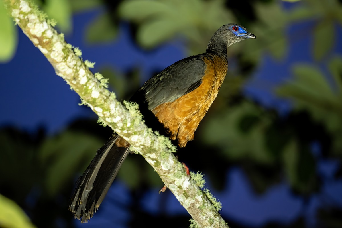 Sickle-winged Guan - ML619180046