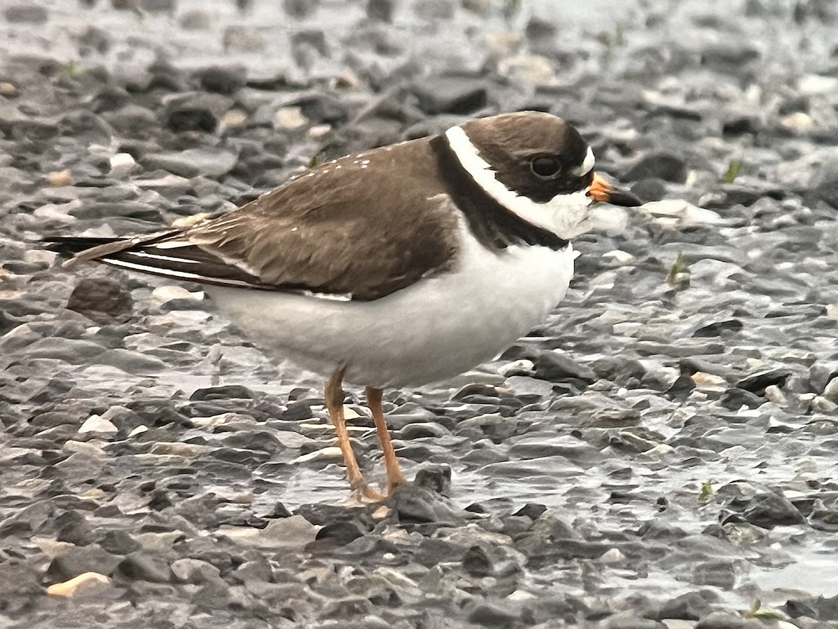 Semipalmated Plover - ML619180107