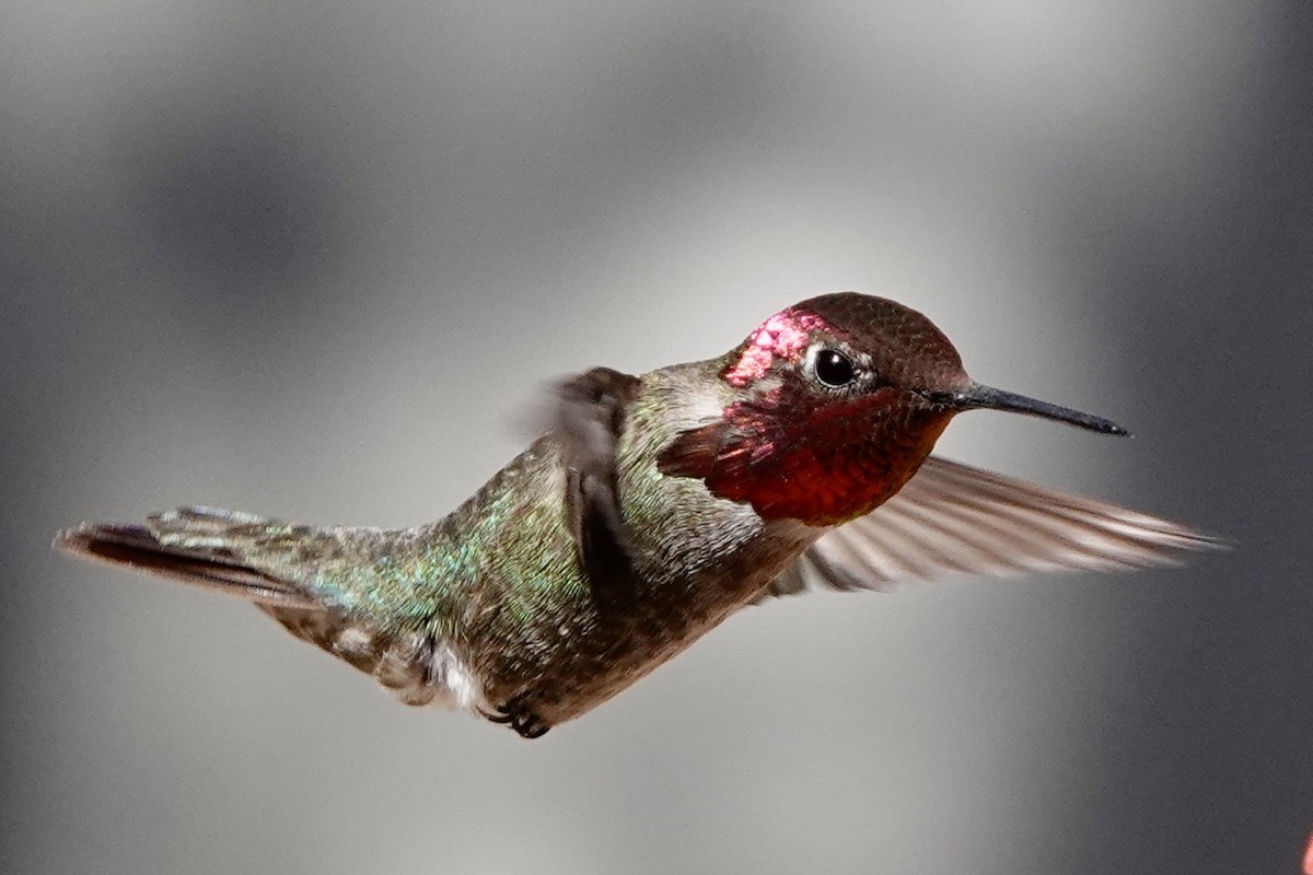 Anna's Hummingbird - ML619180112
