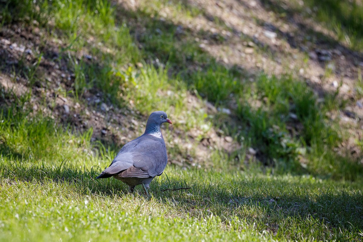 Сизый голубь (Одомашненного типа) - ML619180145