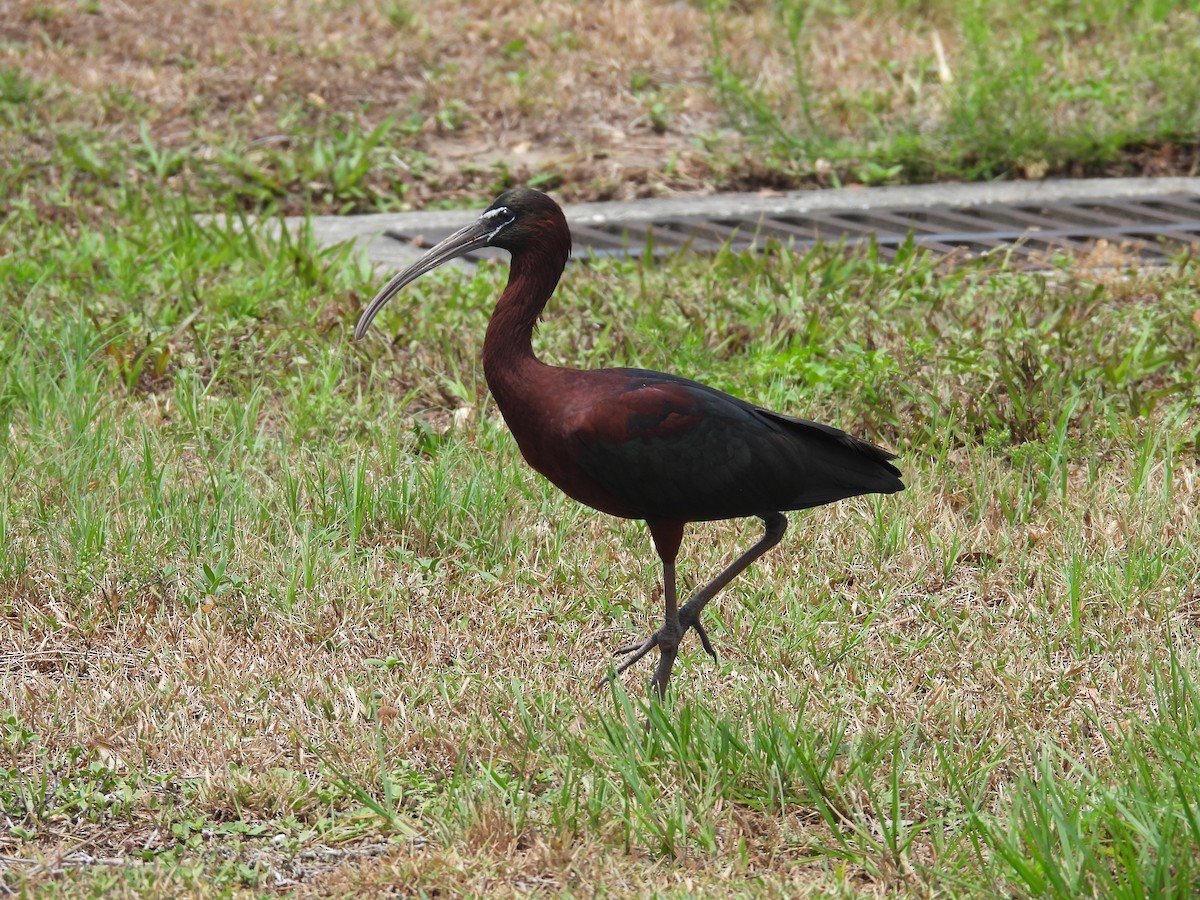 ibis hnědý - ML619180158