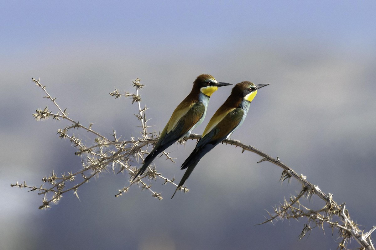 European Bee-eater - ML619180176
