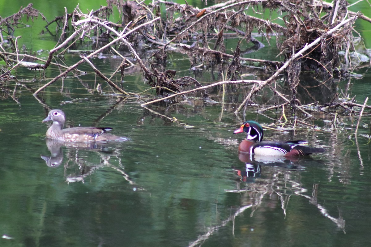 eBird Checklist 17 May 2024 Mead Botanical Gardens 27 species