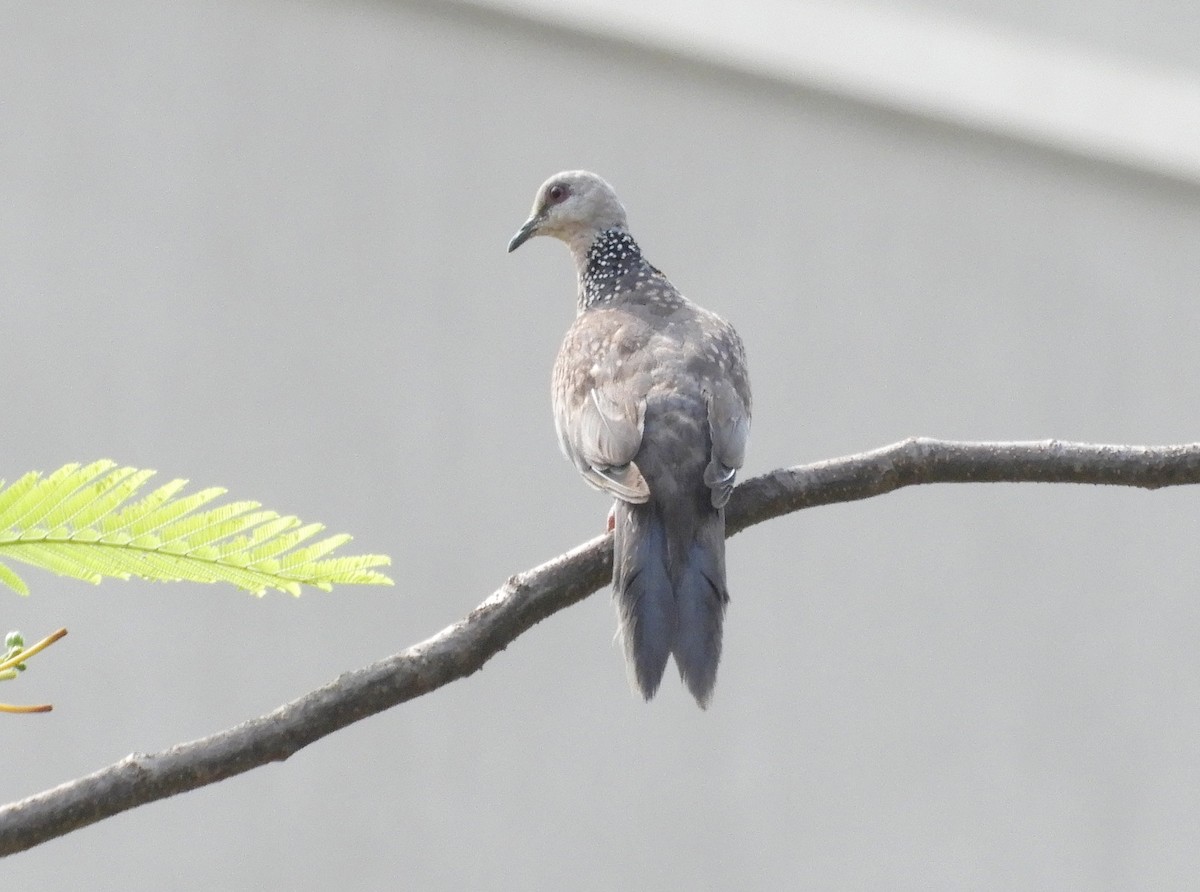 Spotted Dove - ML619180205