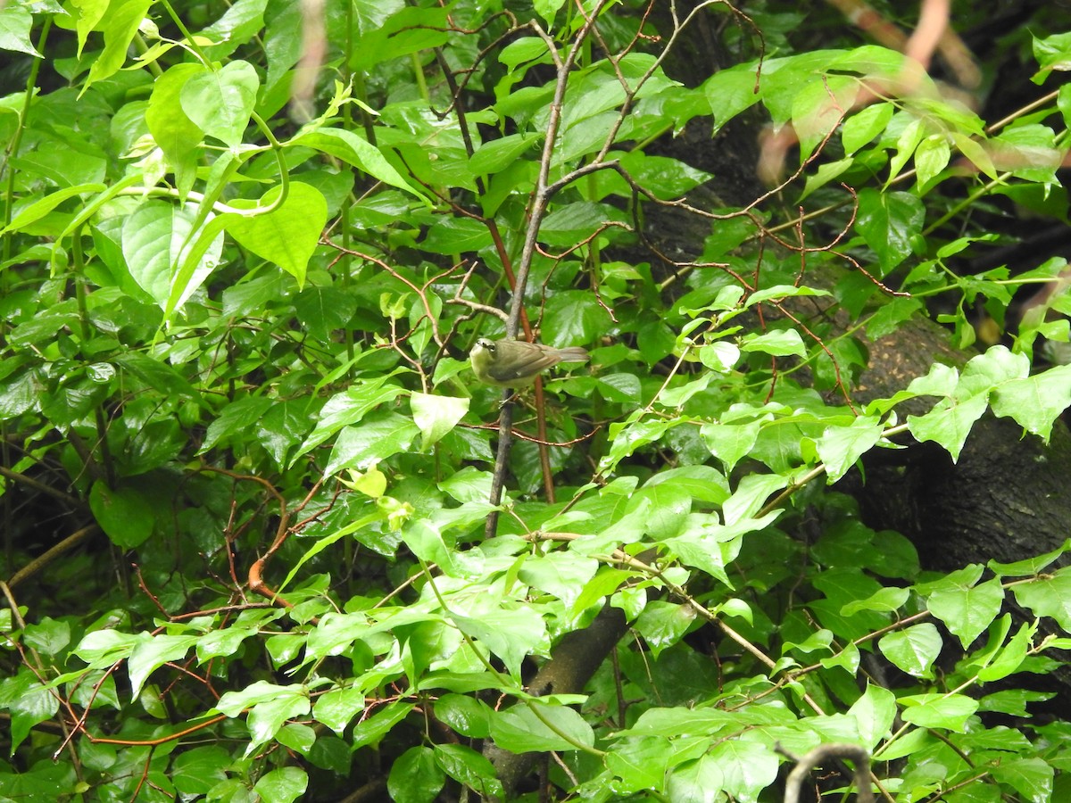 Black-throated Blue Warbler - ML619180211