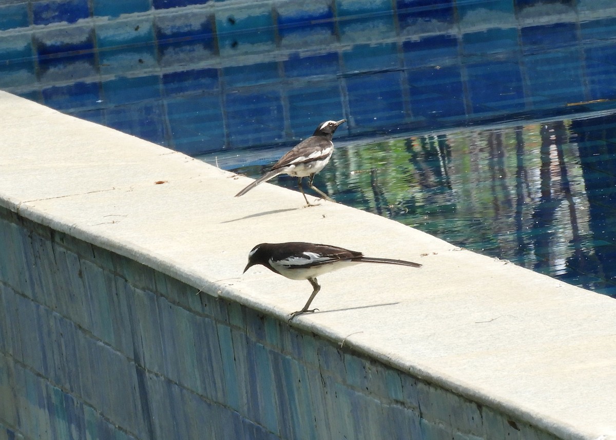 White-browed Wagtail - ML619180229