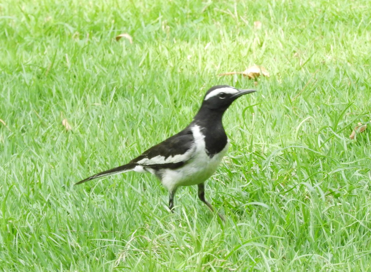 White-browed Wagtail - ML619180230
