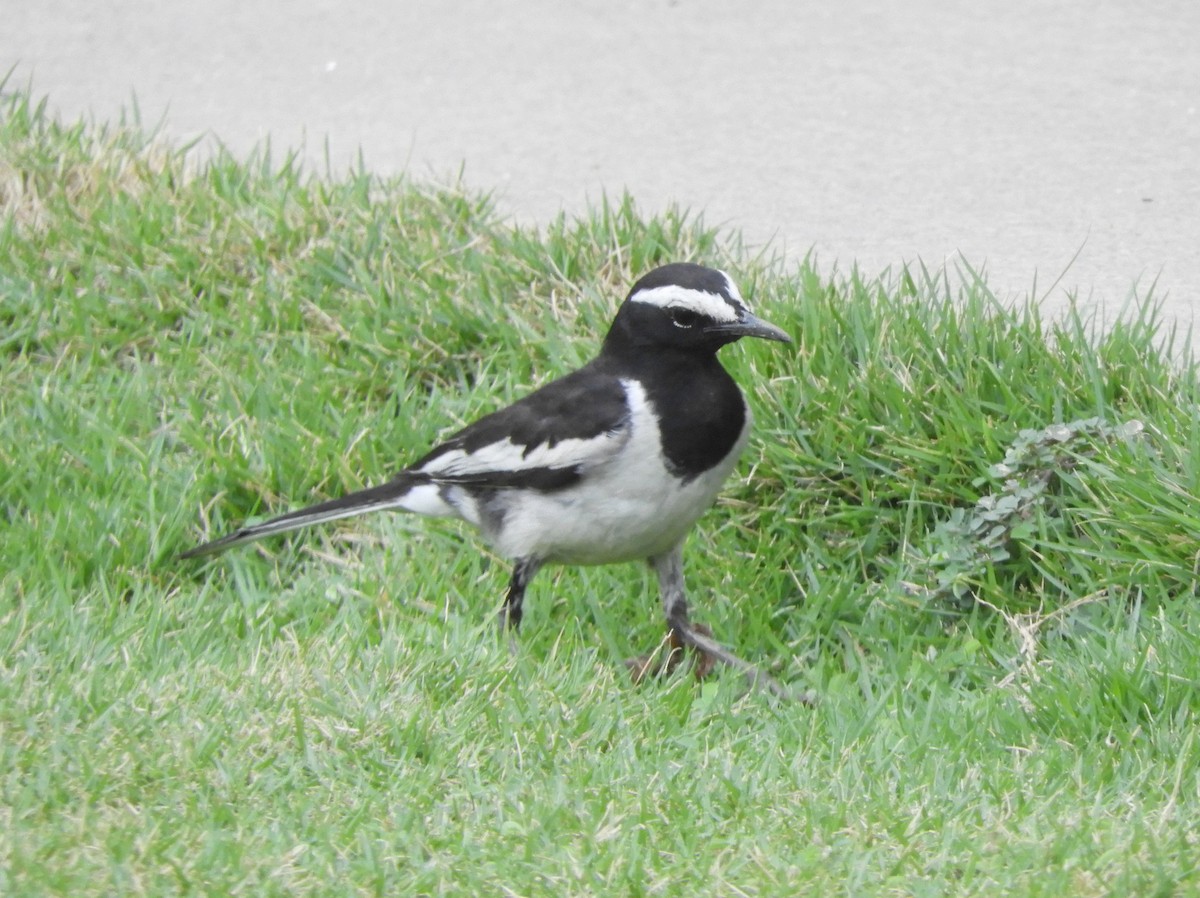 White-browed Wagtail - ML619180231