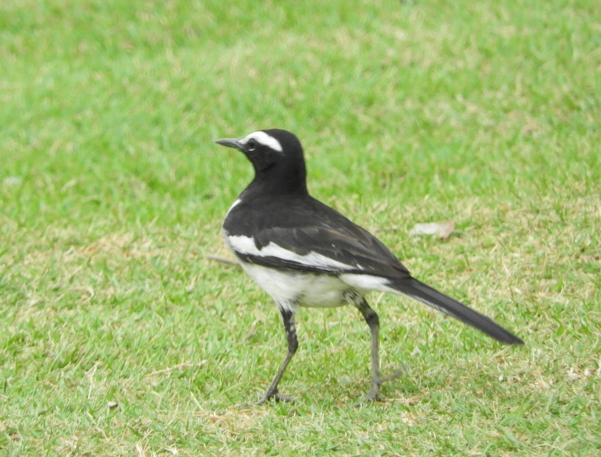 White-browed Wagtail - ML619180232