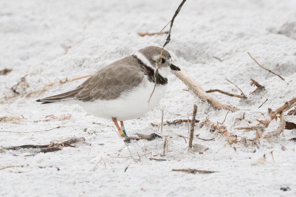 Piping Plover - ML619180276