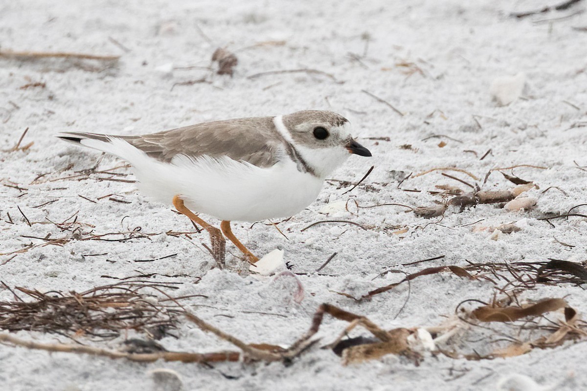 Piping Plover - ML619180284