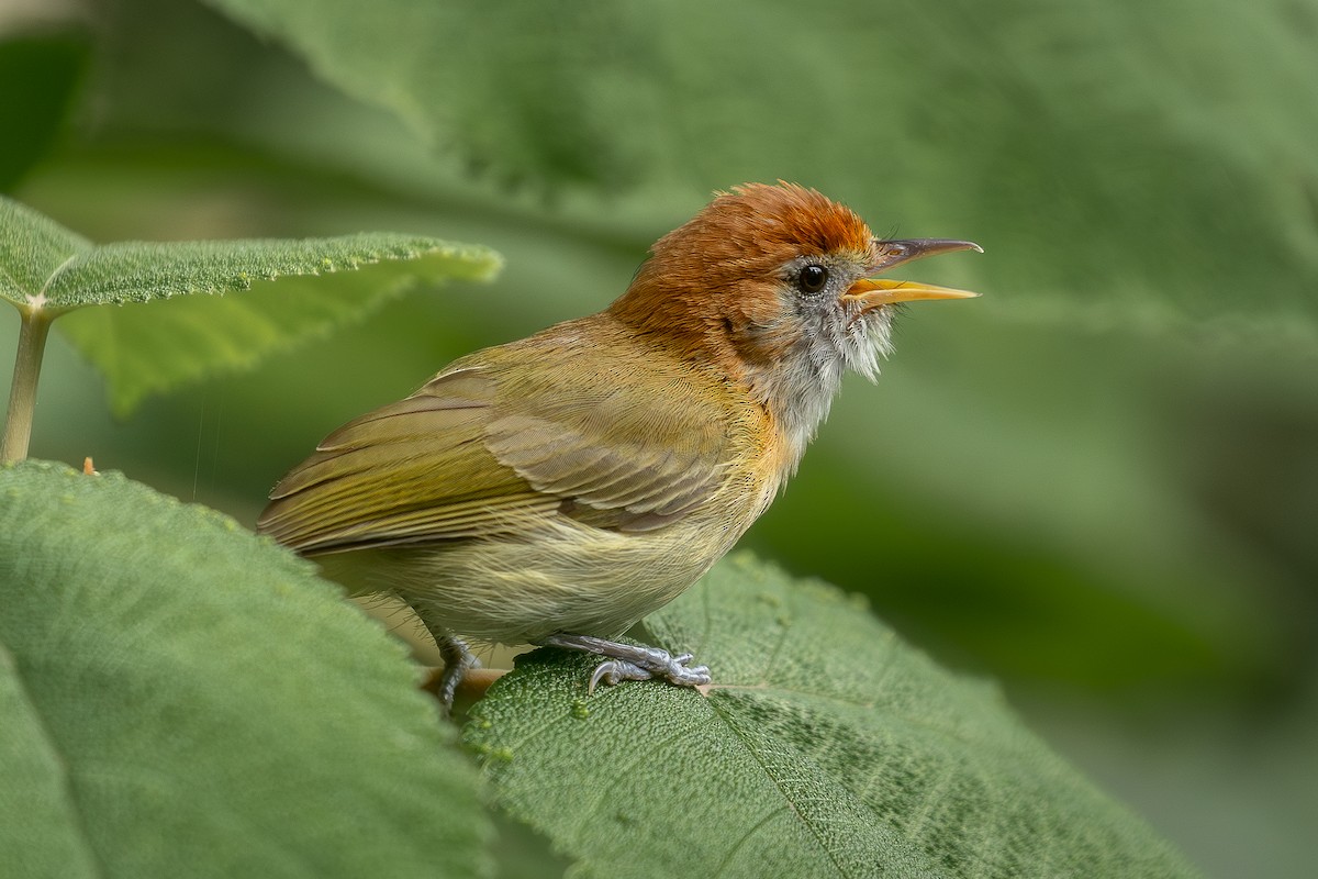Rufous-naped Greenlet - ML619180290