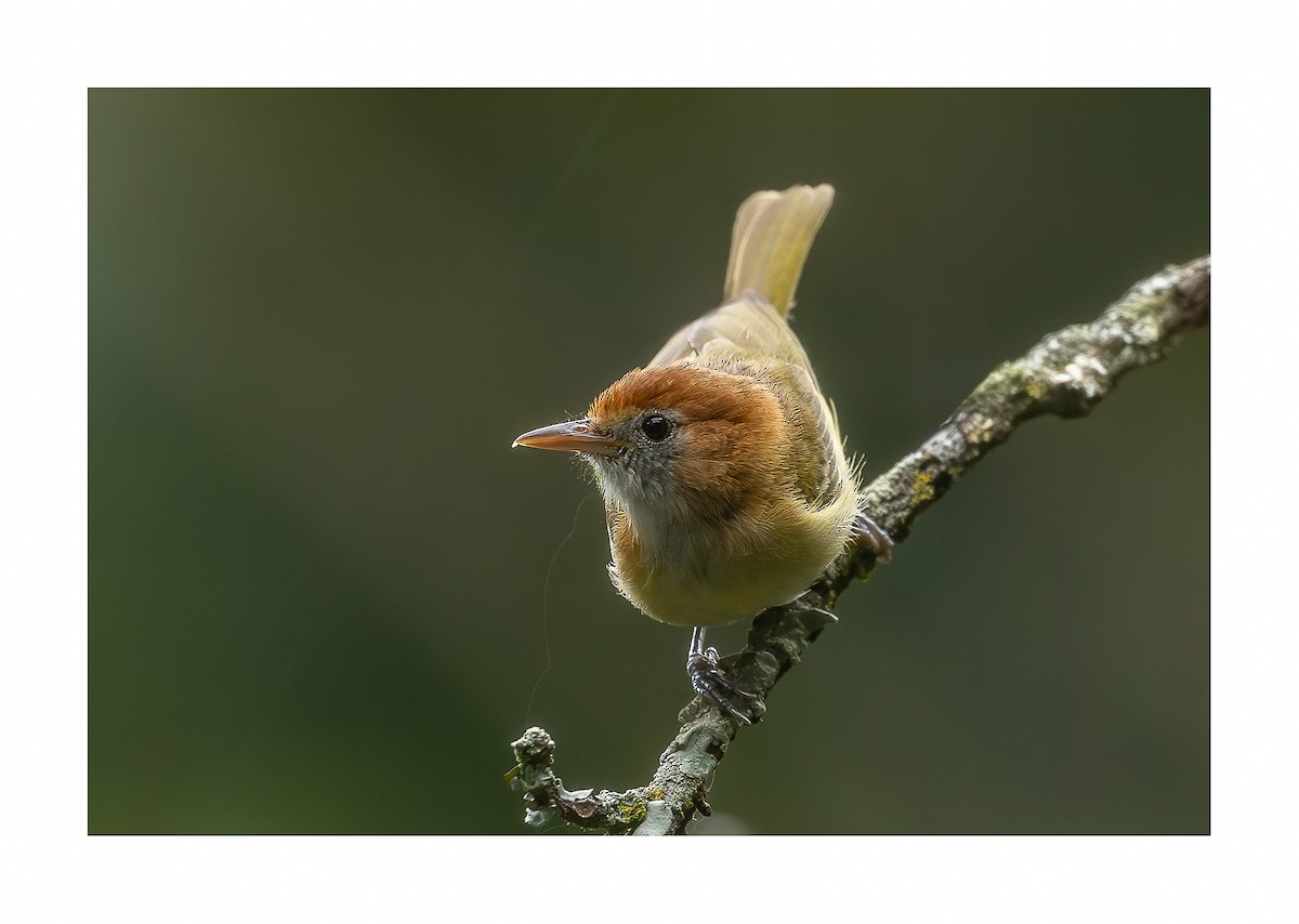 Rufous-naped Greenlet - ML619180306