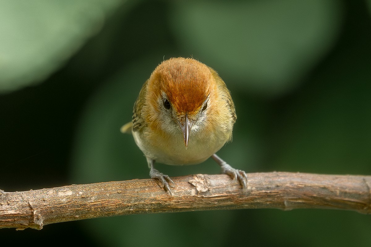 Rufous-naped Greenlet - ML619180308
