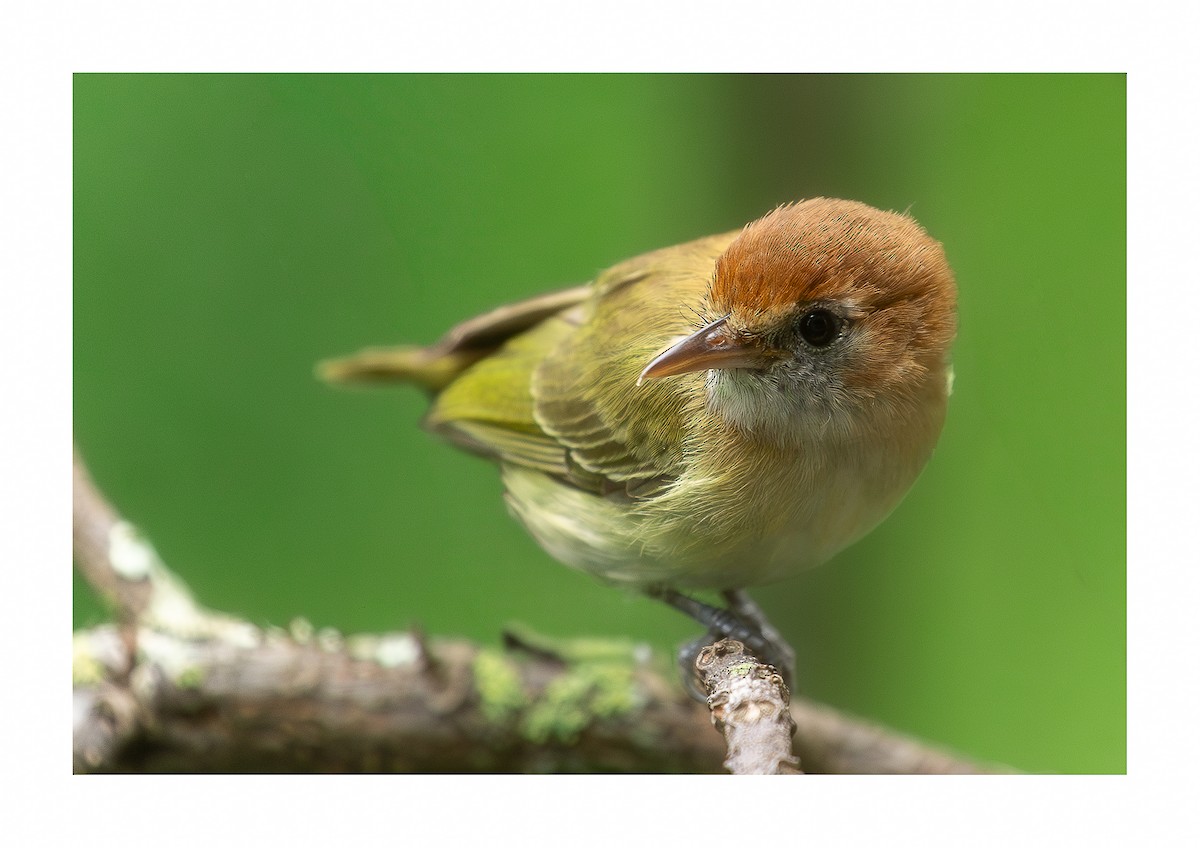 Rufous-naped Greenlet - ML619180309