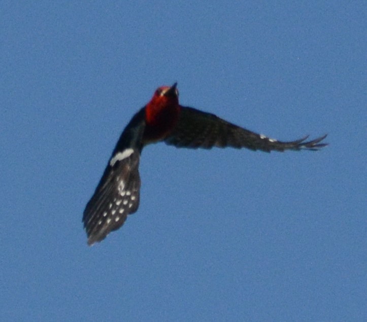 Red-breasted Sapsucker - ML619180312