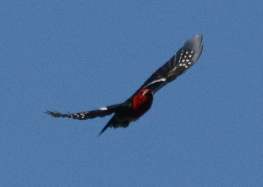 Red-breasted Sapsucker - ML619180314