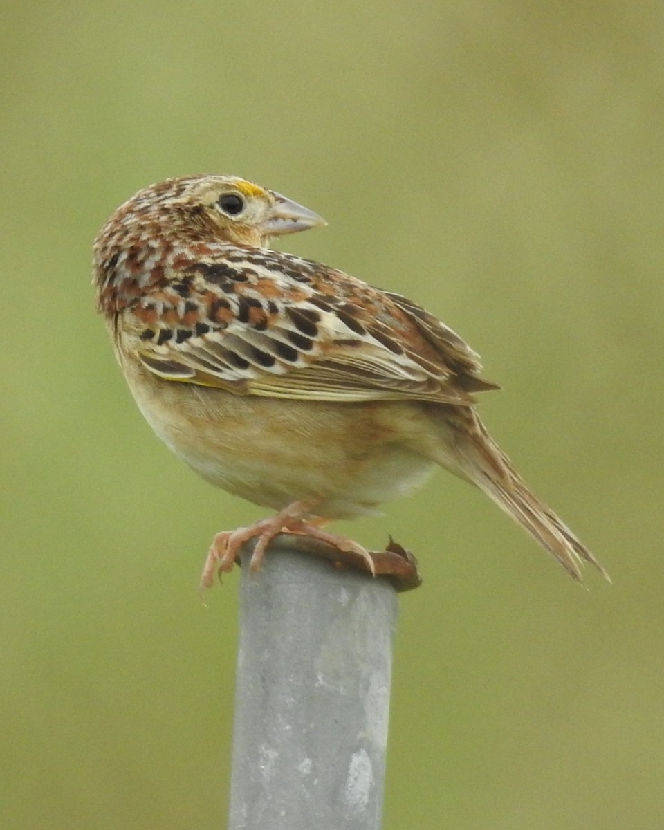 Grasshopper Sparrow - ML619180326