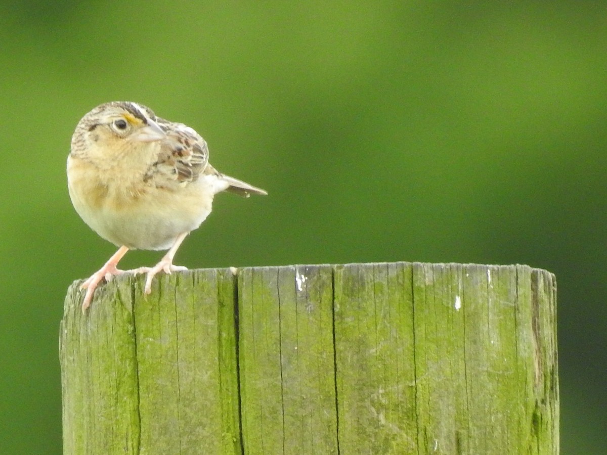 Grasshopper Sparrow - ML619180327