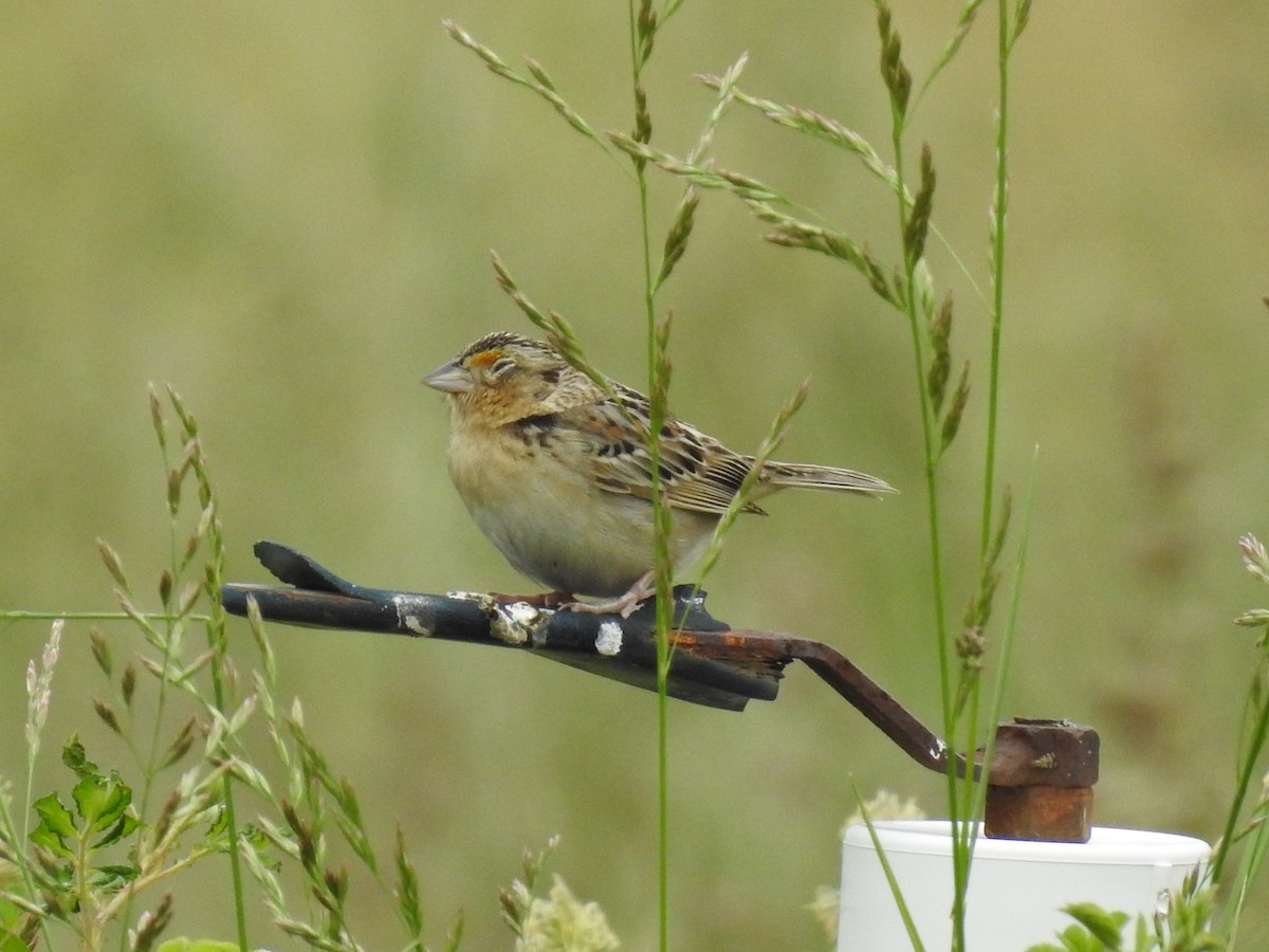 Grasshopper Sparrow - ML619180328