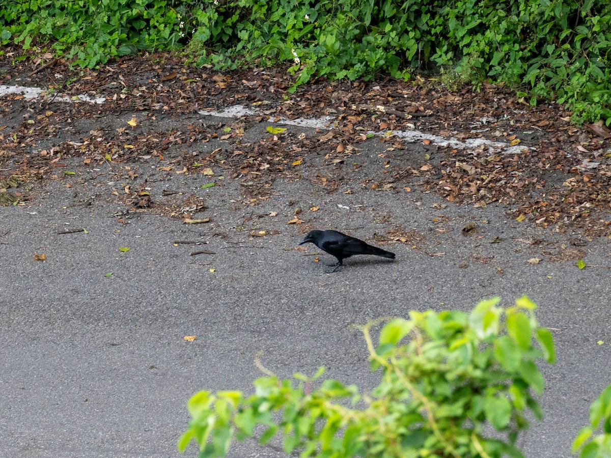 Large-billed Crow (Large-billed) - ML619180346