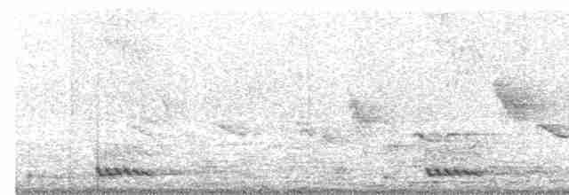 White-cheeked Barbet - ML619180379