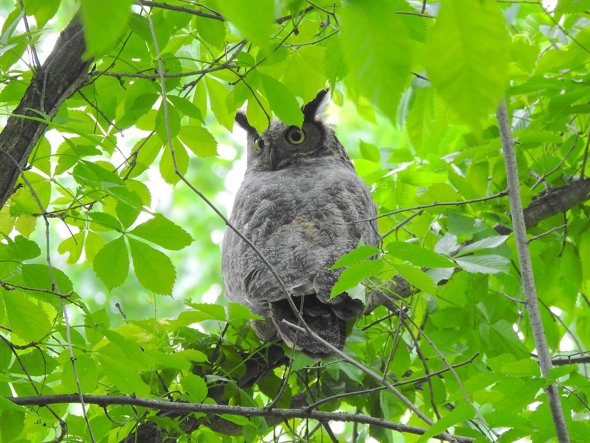 Great Horned Owl - ML619180383