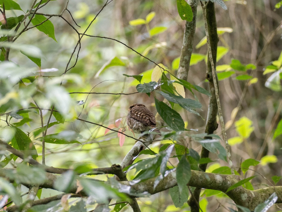 Collared Owlet - ML619180391