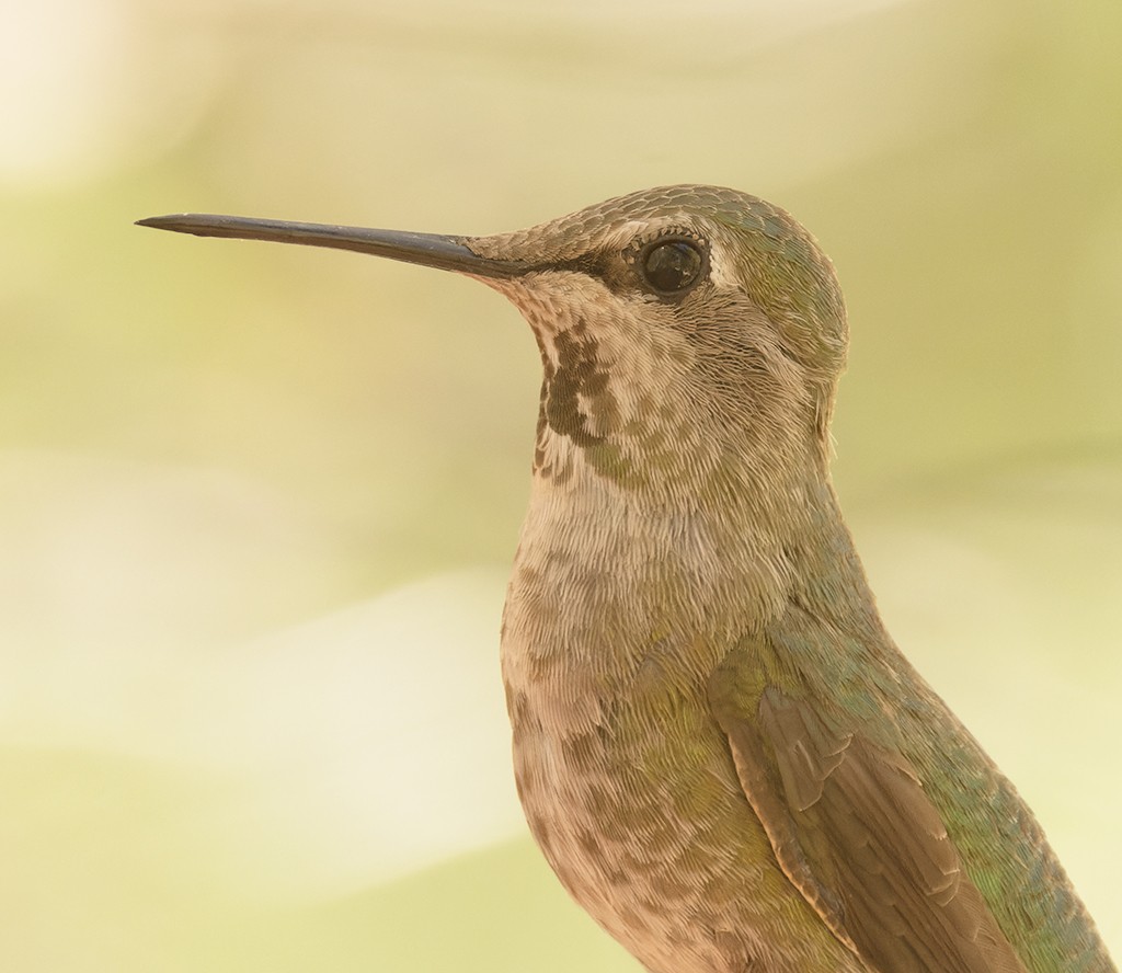 Anna's Hummingbird - ML619180393