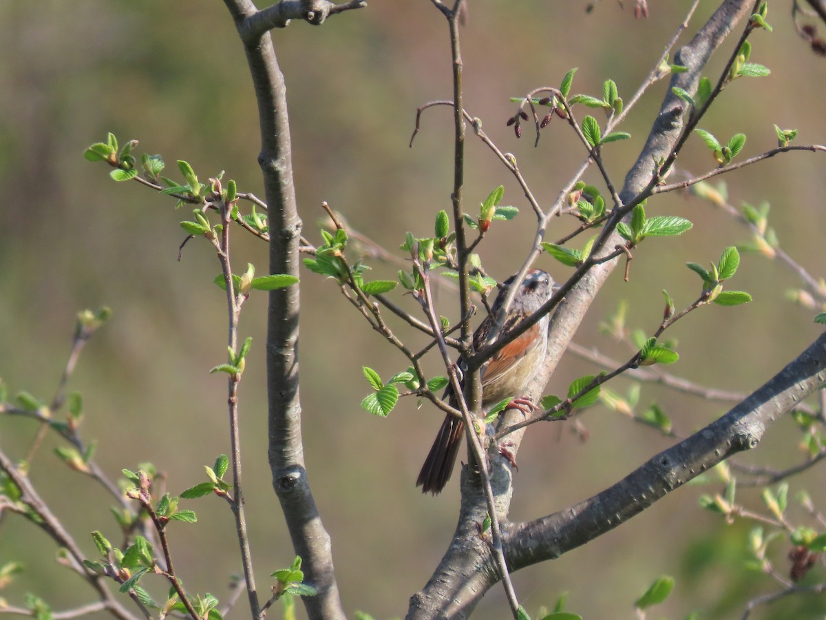 Swamp Sparrow - ML619180399