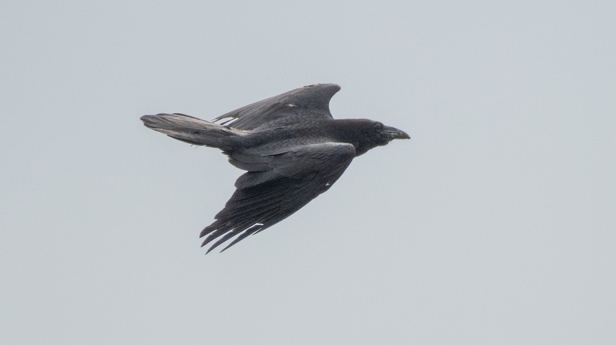Common Raven - ML619180420