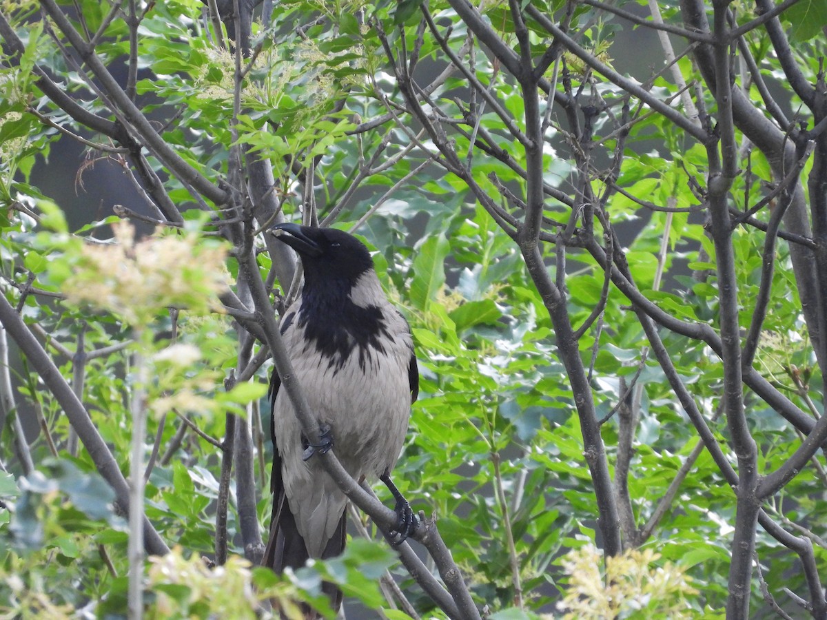 Hooded Crow - ML619180453
