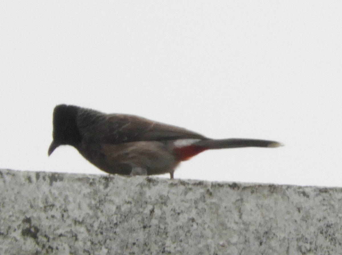 Red-vented Bulbul - ML619180491