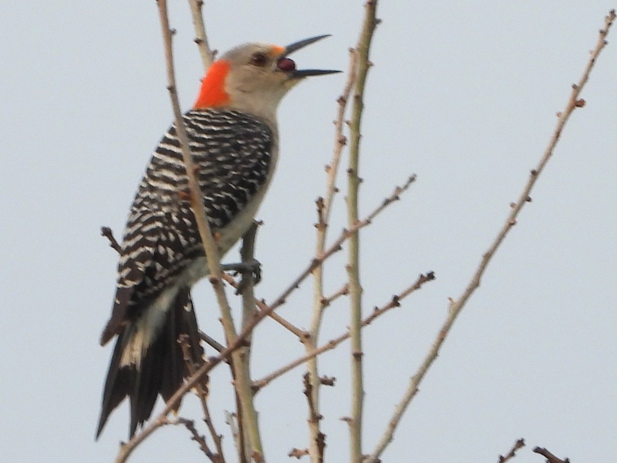 Red-bellied Woodpecker - ML619180522
