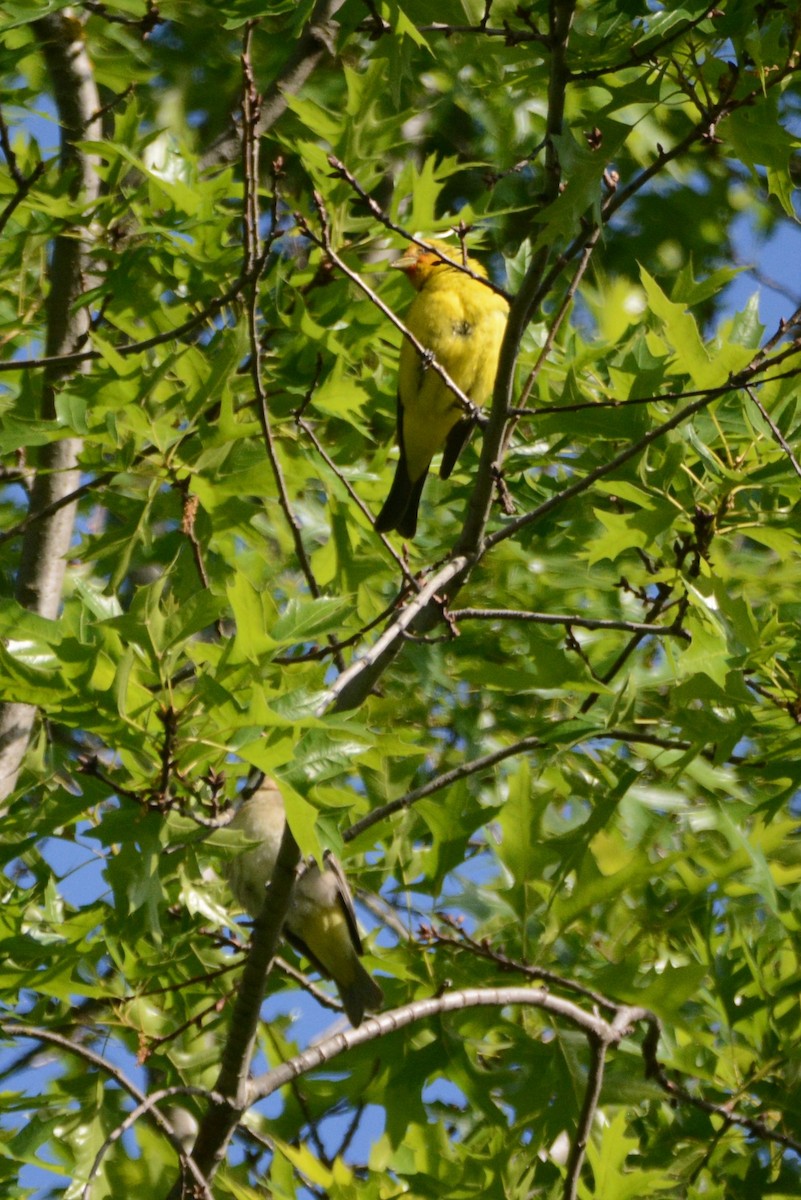 Western Tanager - ML619180529