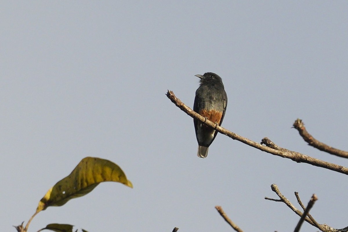 Swallow-winged Puffbird - ML619180554