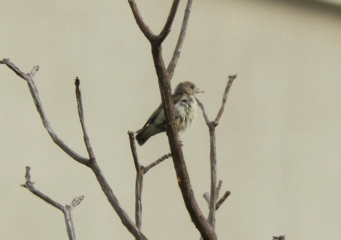 Pale-billed Flowerpecker - ML619180555
