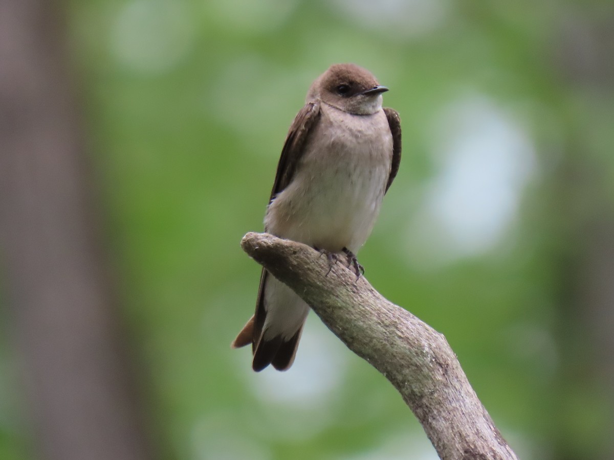 Northern Rough-winged Swallow - ML619180575