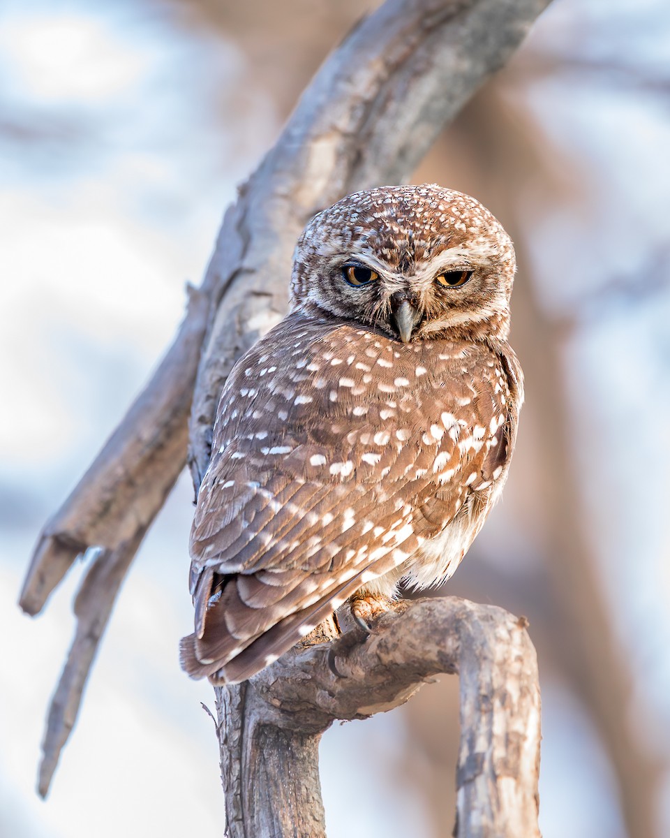 Spotted Owlet - ML619180599