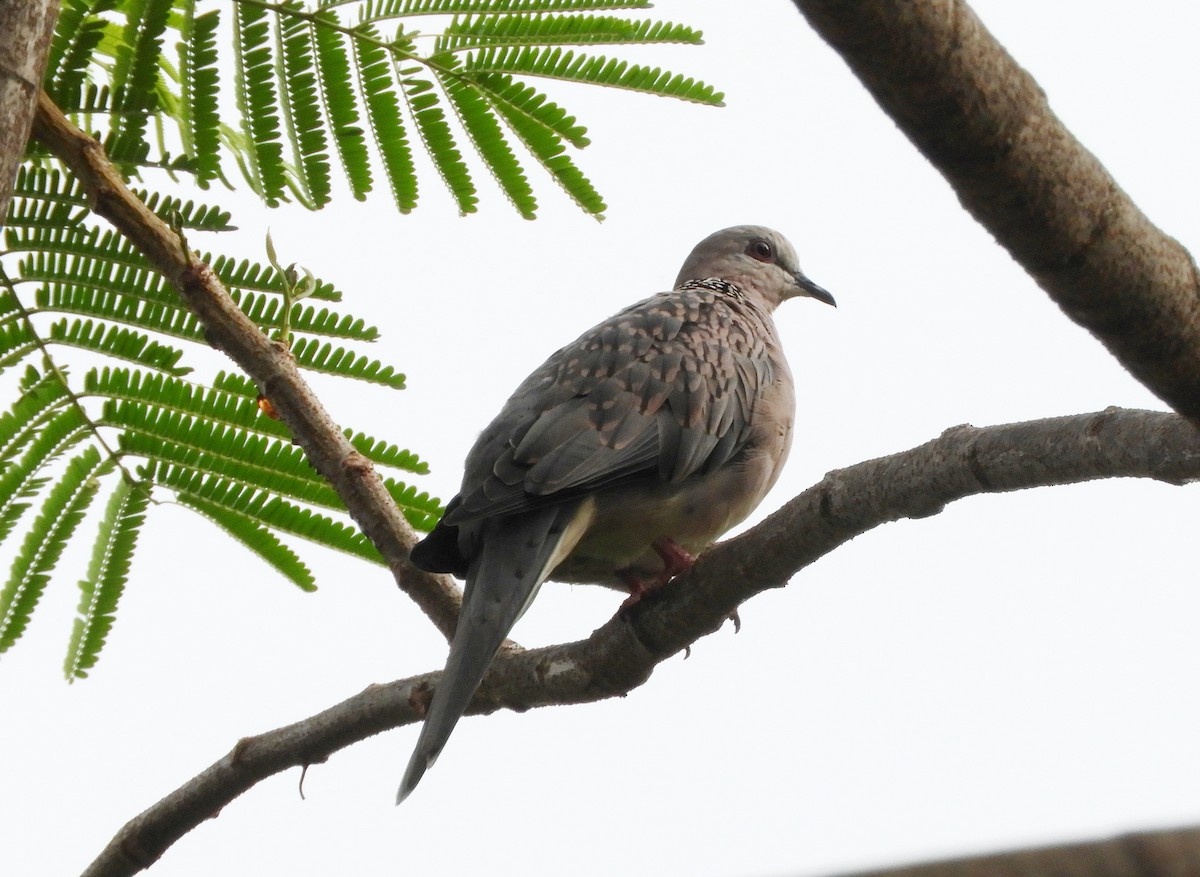 Spotted Dove - ML619180621