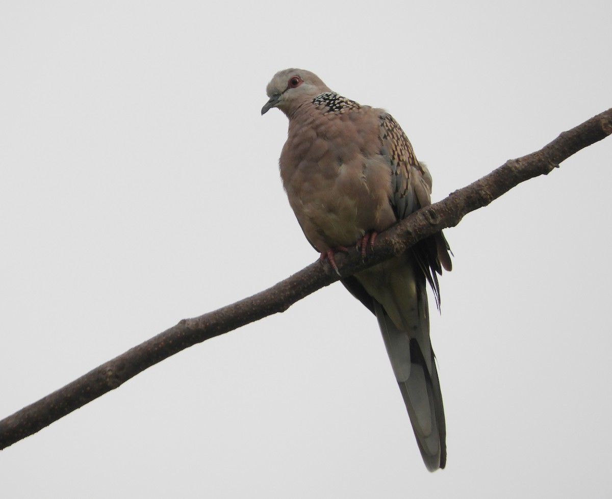 Spotted Dove - ML619180632