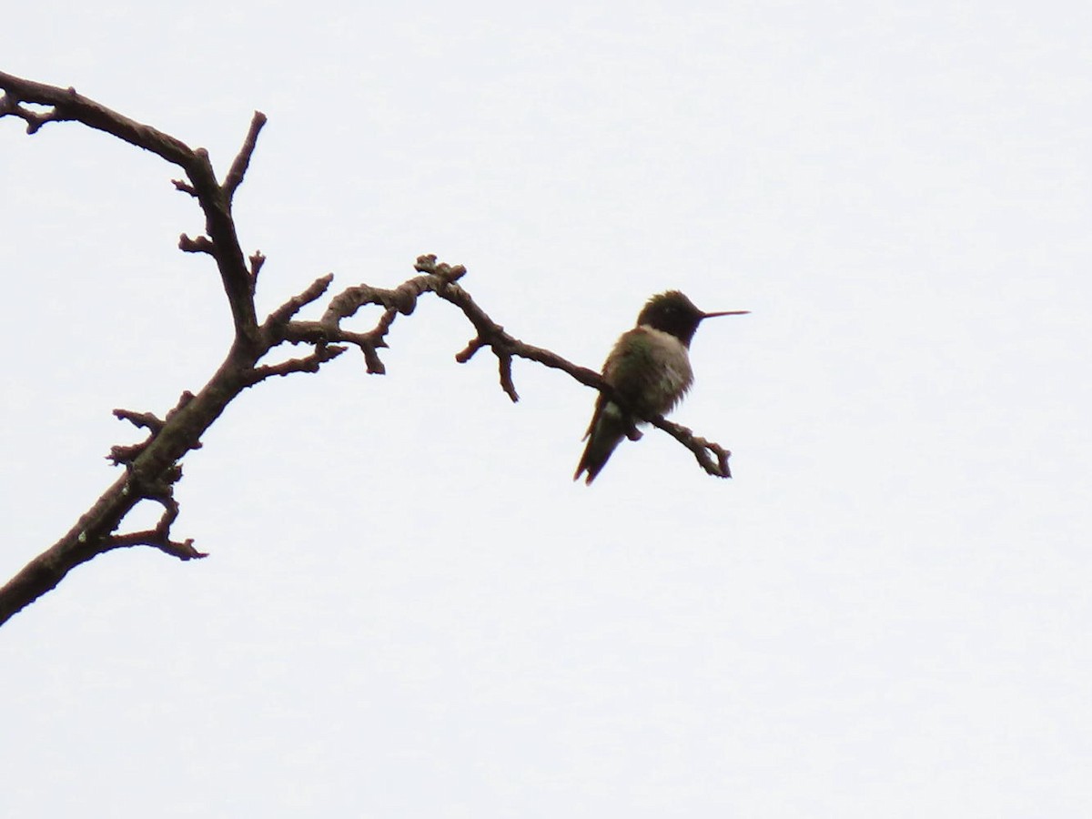 Ruby-throated Hummingbird - ML619180654
